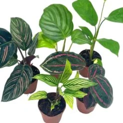 Calathea Assortment Set, 2 Inch Pots, 5 Different Prayer Plants, Variety Gift, Pet Friendly Indoor Low Light -Cheap Plantly Store Screenshot 2023 04 18 171228