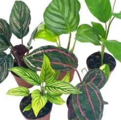 Calathea Assortment Set, 2 Inch Pots, 5 Different Prayer Plants, Variety Gift, Pet Friendly Indoor Low Light -Cheap Plantly Store Screenshot 2023 04 18 171243