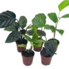Calathea Assortment Set, 2 Inch Pots, 5 Different Prayer Plants, Variety Gift, Pet Friendly Indoor Low Light 1 Calathea Assortment Set, 2 Inch Pots, 5 Different Prayer Plants, Variety Gift, Pet Friendly Indoor Low Light -Cheap Plantly Store Screenshot 2023 04 18 171316