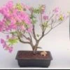 Flowering Korean Azalea Bonsai Tree (Rhododendron Var. Poukhanens) -Cheap Plantly Store Screenshot 2023 05 11 212147