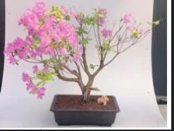 Flowering Korean Azalea Bonsai Tree (Rhododendron Var. Poukhanens)