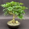 Hawaiian Umbrella Bonsai Tree Exposed Roots (arboricola Schefflera) 1 Hawaiian Umbrella Bonsai Tree Exposed Roots (arboricola Schefflera) -Cheap Plantly Store Screenshot 2023 09 22 074106