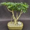 Hawaiian Umbrella Bonsai Tree Exposed Roots (arboricola Scheffler 2 Hawaiian Umbrella Bonsai Tree Exposed Roots (arboricola Scheffler -Cheap Plantly Store Screenshot 2023 09 22 081221