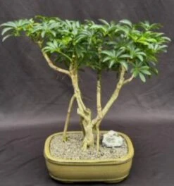 Hawaiian Umbrella Bonsai Tree Exposed Roots (arboricola Scheffler
