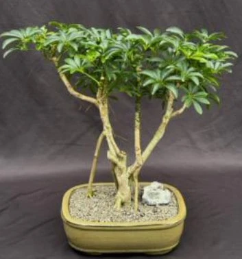Hawaiian Umbrella Bonsai Tree Exposed Roots (arboricola Scheffler 3 Hawaiian Umbrella Bonsai Tree Exposed Roots (arboricola Scheffler