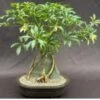 Variegated Hawaiian Umbrella Bonsai Tree Root Over Rock 2 Variegated Hawaiian Umbrella Bonsai Tree Root Over Rock -Cheap Plantly Store Screenshot 2023 09 22 082149
