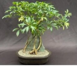 Variegated Hawaiian Umbrella Bonsai Tree Root Over Rock