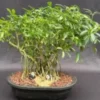 Variegated Hawaiian Umbrella Bonsai Tree Banyan Style