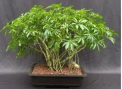 Hawaiian Umbrella Bonsai Tree Banyan Style (arboricola Schfflera) -Cheap Plantly Store Screenshot 2023 09 22 105003