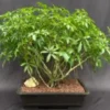 Hawaiian Umbrella Bonsai Tree Banyan Style (arboricola Schfflera) 2 Hawaiian Umbrella Bonsai Tree Banyan Style (arboricola Schfflera) -Cheap Plantly Store Screenshot 2023 09 22 105014