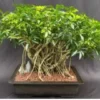 Hawaiian Umbrella Bonsai Tree Banyan Style (arboricola Schefflera) 1 Hawaiian Umbrella Bonsai Tree Banyan Style (arboricola Schefflera) -Cheap Plantly Store Screenshot 2023 09 22 113104