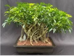 Hawaiian Umbrella Bonsai Tree Banyan Style (arboricola Schefflera)
