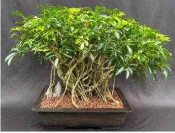 Hawaiian Umbrella Bonsai Tree Banyan Style (arboricola Schefflera) 3 Hawaiian Umbrella Bonsai Tree Banyan Style (arboricola Schefflera)