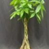 Money Bonsai Tree - Braided Trunk (pachira Aquatica) -Cheap Plantly Store Screenshot 2023 09 22 114109