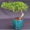 Chinese Flowering White Serissa Bonsai Tree Of A Thousand Stars S -Cheap Plantly Store Screenshot 2023 09 26 080248