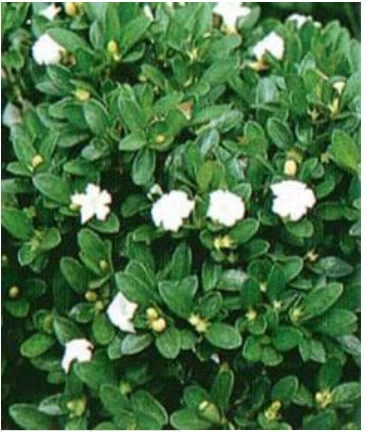 Chinese Flowering White Serissa Bonsai Tree Of A Thousand Stars S 4 Chinese Flowering White Serissa Bonsai Tree Of A Thousand Stars S - Image 2