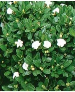Chinese Flowering White Serissa Bonsai Tree Of A Thousand Stars 5 Chinese Flowering White Serissa Bonsai Tree Of A Thousand Stars -Cheap Plantly Store Screenshot 2023 09 26 081128