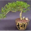 Chinese Flowering White Serissa Bonsai Tree Of A Thousand Stars -Cheap Plantly Store Screenshot 2023 09 26 083725