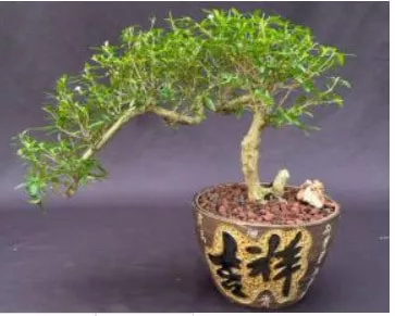 Chinese Flowering White Serissa Bonsai Tree Of A Thousand Stars 3 Chinese Flowering White Serissa Bonsai Tree Of A Thousand Stars