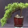 Juniper Bonsai Tree - Cascade Style (juniper Procumbens Nana) -Cheap Plantly Store Screenshot 2023 09 27 073301
