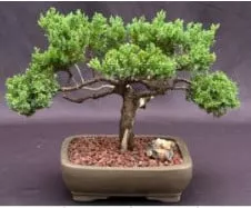 Juniper Bonsai Tree - Trained With Jin & Shari Style (juniper Pro 3 Juniper Bonsai Tree - Trained With Jin & Shari Style (juniper Pro