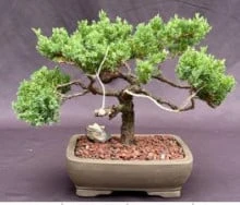 Juniper Bonsai Tree - Trained With Jin & Shari Style (juniper Pro 4 Juniper Bonsai Tree - Trained With Jin & Shari Style (juniper Pro - Image 2