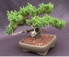 Juniper Bonsai Tree - Trained With Jin & Shari Style (juniper Pro 5 Juniper Bonsai Tree - Trained With Jin & Shari Style (juniper Pro - Image 3