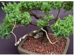 Juniper Bonsai Tree - Trained With Jin & Shari Style (juniper Pro 6 Juniper Bonsai Tree - Trained With Jin & Shari Style (juniper Pro - Image 4