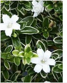 Flowering Mount Fuji Serissa Bonsai Tree With Raised Roots (seris 5 Flowering Mount Fuji Serissa Bonsai Tree With Raised Roots (seris - Image 3