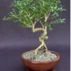 Flowering Mount Fuji Serissa Bonsai Tree With Raised Roots (seris -Cheap Plantly Store Screenshot 2023 09 28 122016