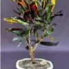Croton Bonsai Tree (codiaeum Variegatum) -Cheap Plantly Store Screenshot 2023 09 28 122710