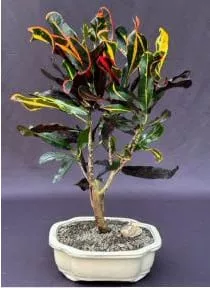 Croton Bonsai Tree (codiaeum Variegatum) 3 Croton Bonsai Tree (codiaeum Variegatum)