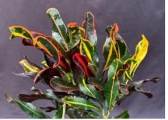 Croton Bonsai Tree (codiaeum Variegatum) 4 Croton Bonsai Tree (codiaeum Variegatum) - Image 2