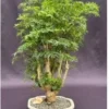 Ming Aralia Bonsai Tree (polyscais Fruticosa) 1 Ming Aralia Bonsai Tree (polyscais Fruticosa) -Cheap Plantly Store Screenshot 2023 09 28 171242