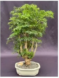 Ming Aralia Bonsai Tree (polyscais Fruticosa)