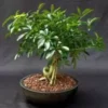 Hawaiian Umbrella Bonsai Tree Coiled Trunk Banyan Style -Cheap Plantly Store Screenshot 2023 09 29 054505