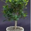 Ficus Kaneshiro Bonsai Tree (ficus Microcarpa 'kaneshiro') 2 Ficus Kaneshiro Bonsai Tree (ficus Microcarpa 'kaneshiro') -Cheap Plantly Store Screenshot 2023 09 29 060322