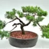 Juniper Bonsai Tree - Trained (juniper Procumbens Nana) -Cheap Plantly Store Screenshot 2023 09 29 060839