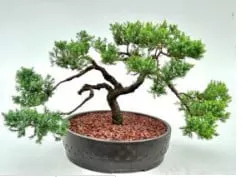 Juniper Bonsai Tree - Trained (juniper Procumbens Nana)