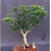 Shishigashira Japanese Maple Bonsai Tree (acer Palmatum 'shishiga -Cheap Plantly Store Screenshot 2023 09 29 061533