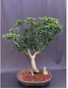 Shishigashira Japanese Maple Bonsai Tree (acer Palmatum 'shishiga
