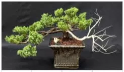 Juniper Bonsai Tree - Trained In Jin Style (juniper Procumbens Na 3 Juniper Bonsai Tree - Trained In Jin Style (juniper Procumbens Na