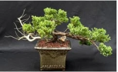 Juniper Bonsai Tree - Trained In Jin Style (juniper Procumbens Na 4 Juniper Bonsai Tree - Trained In Jin Style (juniper Procumbens Na - Image 2