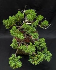 Juniper Bonsai Tree - Trained In Jin Style (juniper Procumbens Na 5 Juniper Bonsai Tree - Trained In Jin Style (juniper Procumbens Na - Image 3