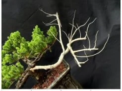 Juniper Bonsai Tree - Trained In Jin Style (juniper Procumbens Na 6 Juniper Bonsai Tree - Trained In Jin Style (juniper Procumbens Na - Image 4