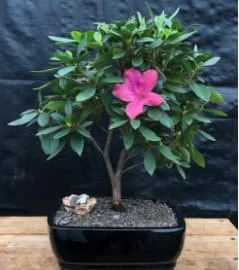 Flowering Tropical Pink Azalea Bonsai Tree (rhododendron 'southe 3 Flowering Tropical Pink Azalea Bonsai Tree (rhododendron 'southe