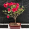 Flowering Tropical Red Azalea Bonsai Tree (rhododendron 'red Vi -Cheap Plantly Store Screenshot2023 04 09172852 1