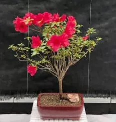 Flowering Tropical Red Azalea Bonsai Tree (rhododendron 'red Vi 3 Flowering Tropical Red Azalea Bonsai Tree (rhododendron 'red Vi