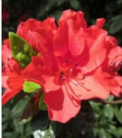 Flowering Tropical Red Azalea Bonsai Tree (rhododendron 'red Vi 4 Flowering Tropical Red Azalea Bonsai Tree (rhododendron 'red Vi - Image 2