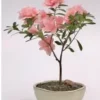 Flowering Pink Azalea Bonsai Tree (azalea 'Tiny Dancer') -Cheap Plantly Store Screenshot2023 04 10092628 1